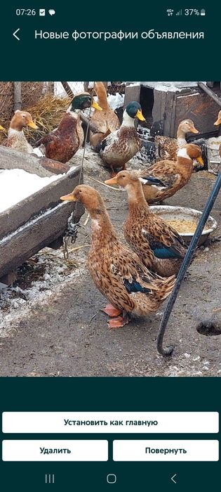 Утки башкирские ,,индоутки