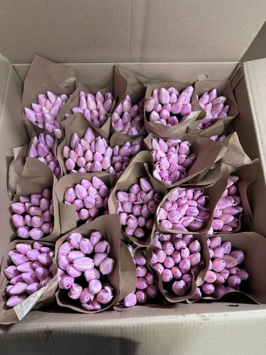 Тюльпаны к 8 Марта