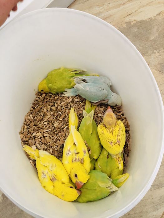 Papagali vorbitori pui blanzi Micul Alexandru Alexander