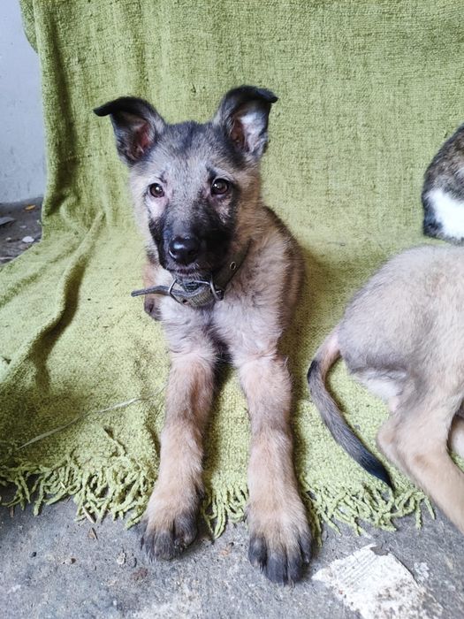 Отдам малышей в добрые руки