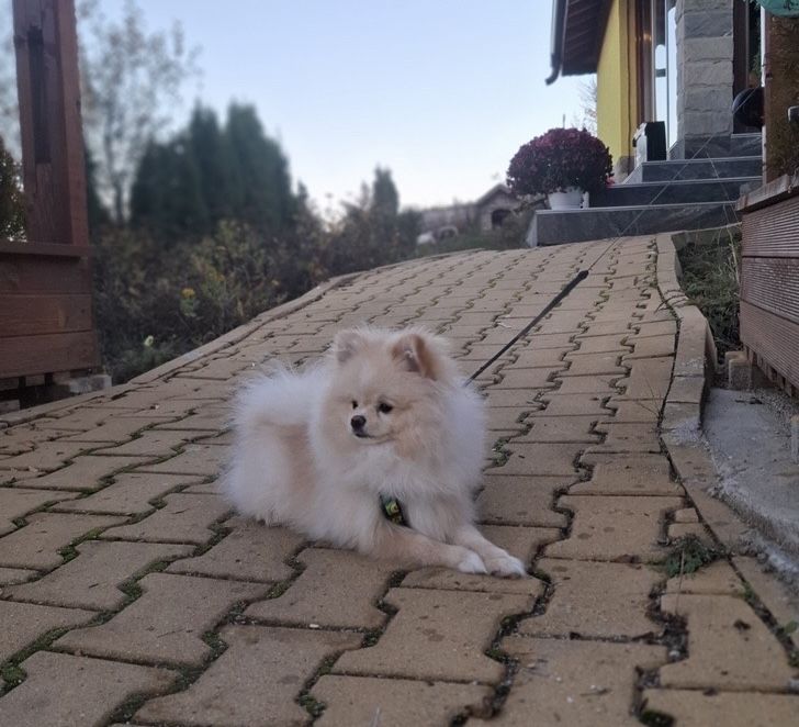 Мини померан мъжки - 9 м.!