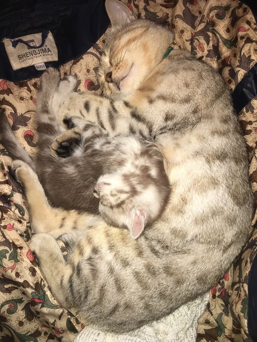 Шотланский котенок в добрые руки