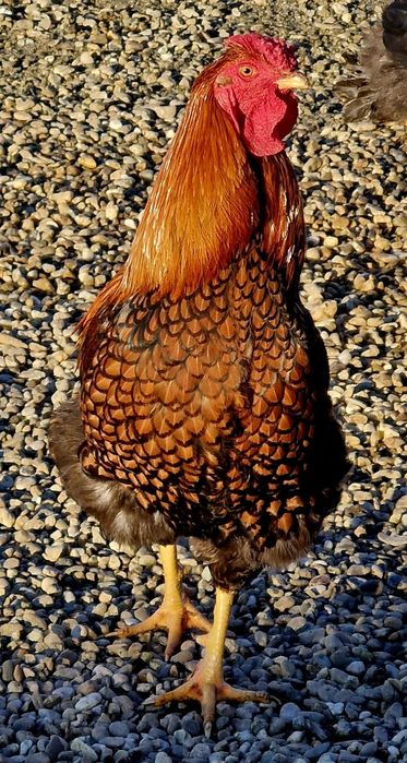 Vand cocosi de rasa sau de taiat