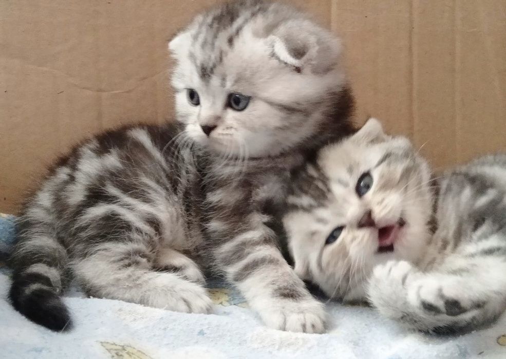 Шотландские Скоттиш Фолды