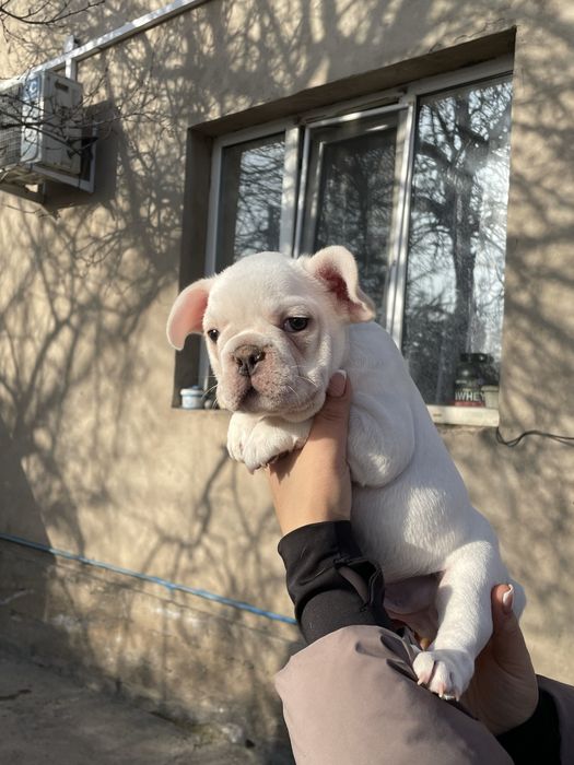 Французский бульдог