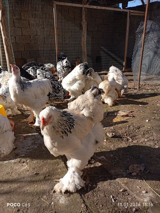 Продаются Куры Петухи