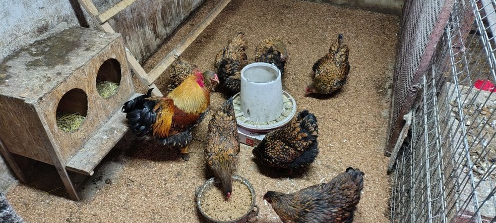 Ouă de incubat de la wyandotte gsg, faverolles somon și moțate