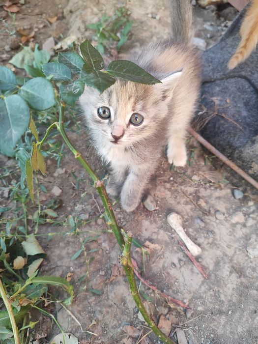 Отдам котят в хорошие руки