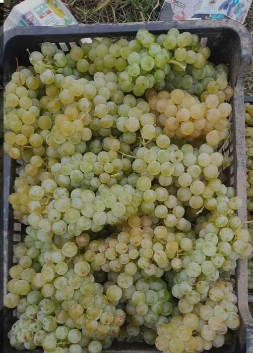 Struguri pentru vin