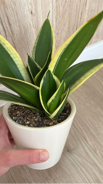 Сансевиерия, разные сорта