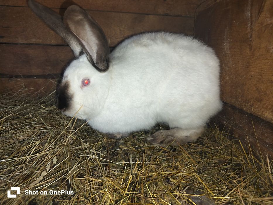 Iepuri diferite marimi