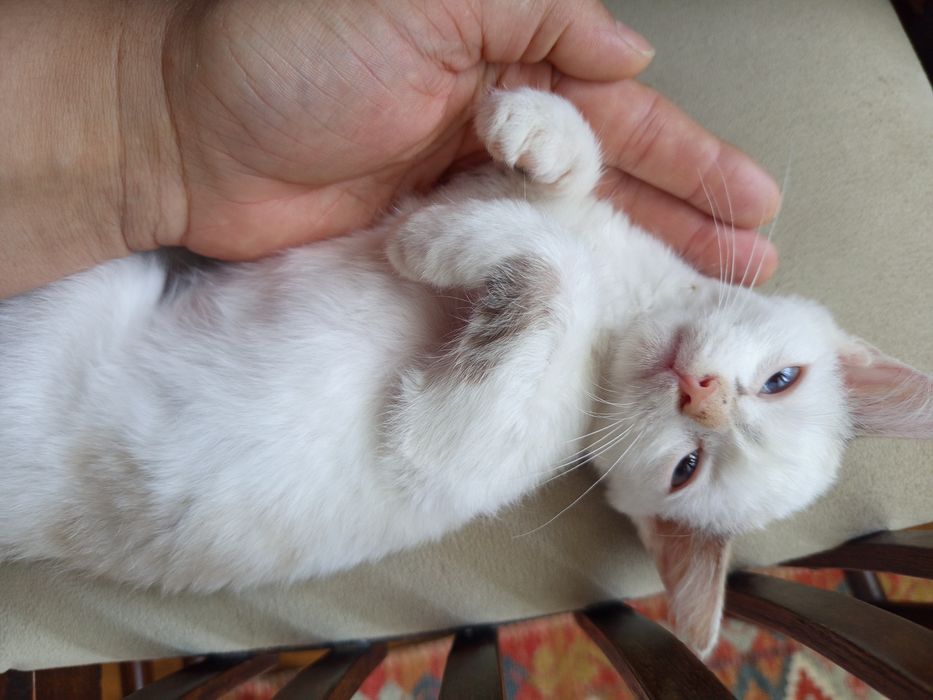 Котенок,в надёжные руки