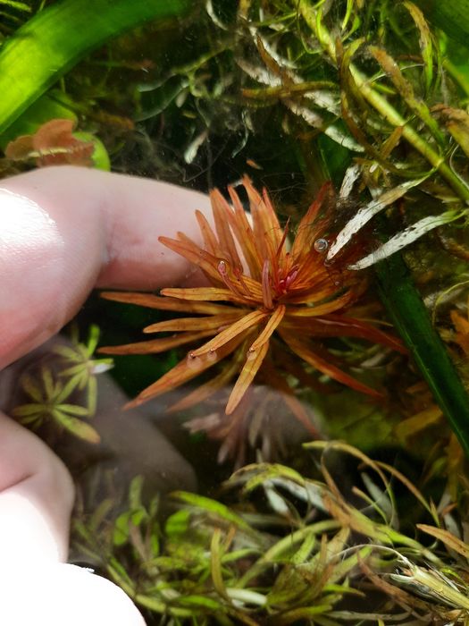 Vând Ludwigia Inclinata roșie