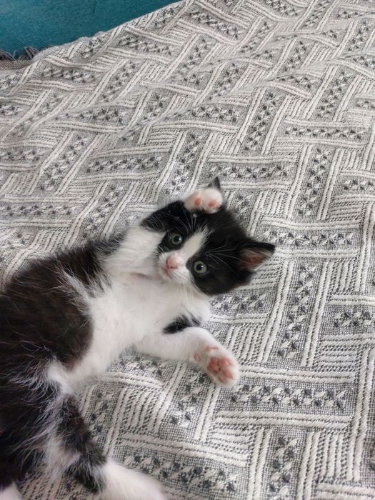 Котёнок ищет дом