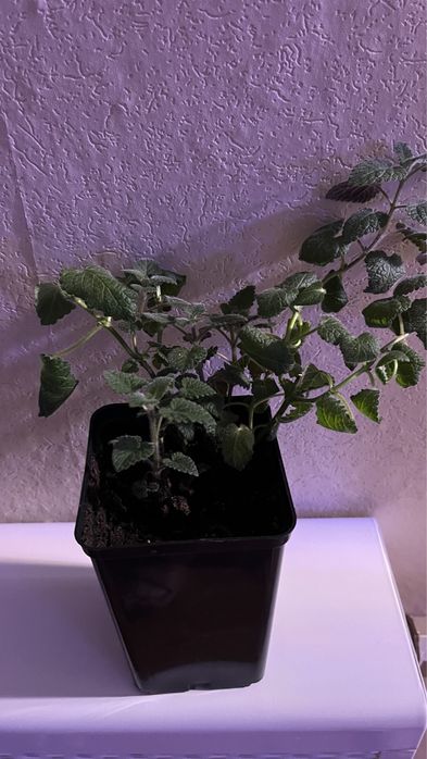 Цветок мята «Мелиса»