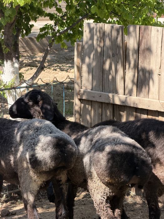 Қошқарлар срочно сатылады