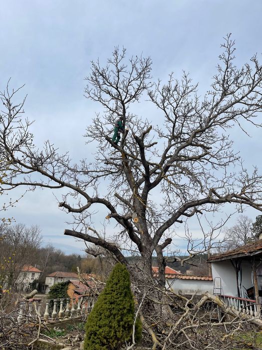 Рязане и поддръжка на дървета Пловдив АРБОЛИФТ