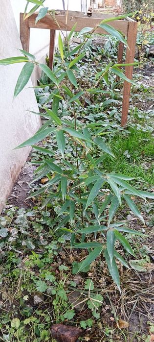 Бамбук декоративный