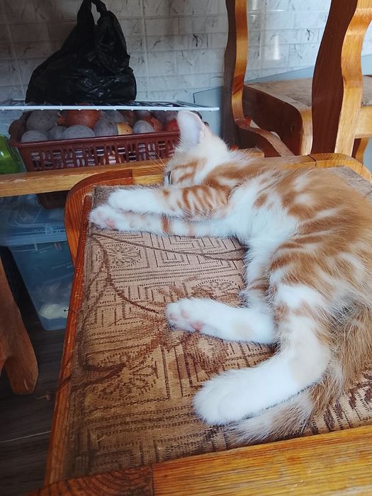 Котята домашние отдадим в хорошие руки