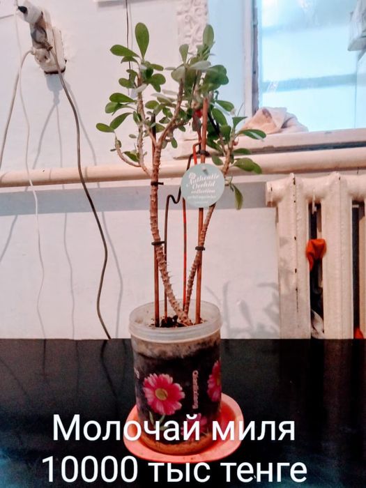 Молочай миля 10.000 тг