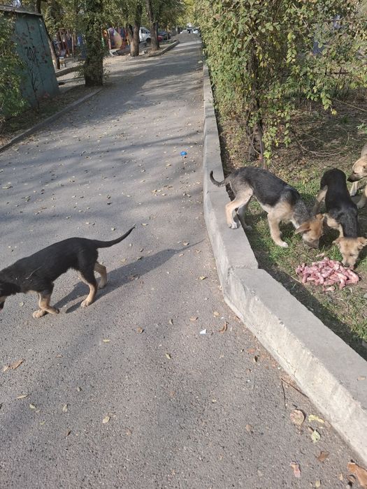 Пристройство щенков