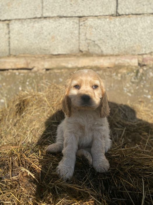 Англиский спаниель