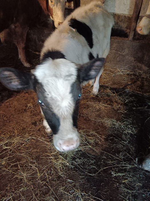 Vițel holstein 3 luni