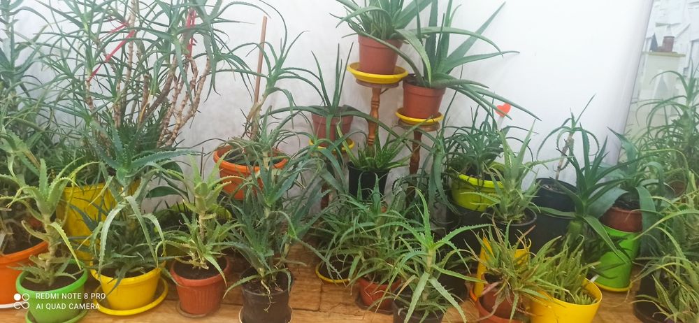 Алое лечебно - над 3 години