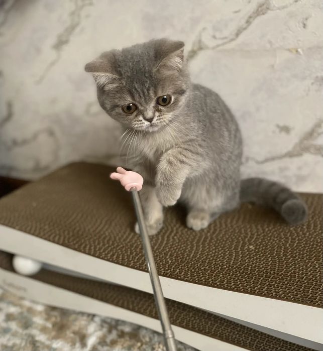 Мушук зудлик билан сотилади.