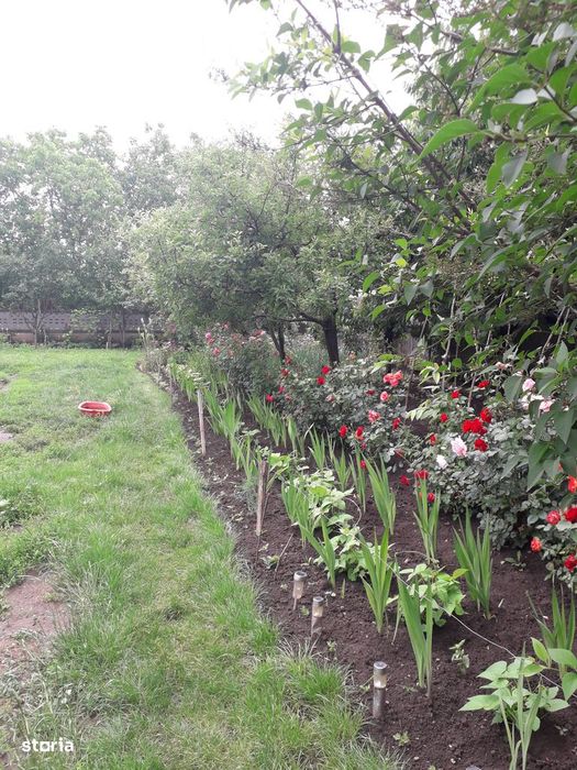 Vând grădină în Târgu Frumos