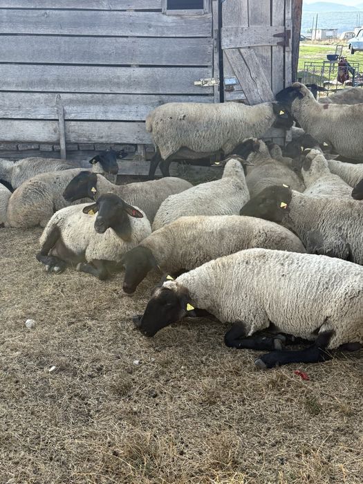 Oi montate rasa Suffolk cu vârsta de peste 7 ani ,cu greutate cuprinsa intre 60-80 kg in funcție de exemplar.