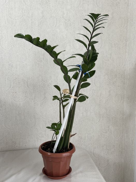 Долларовое дерево (замиокулькас)