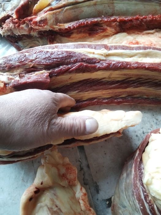 Продается конина‼️‼️