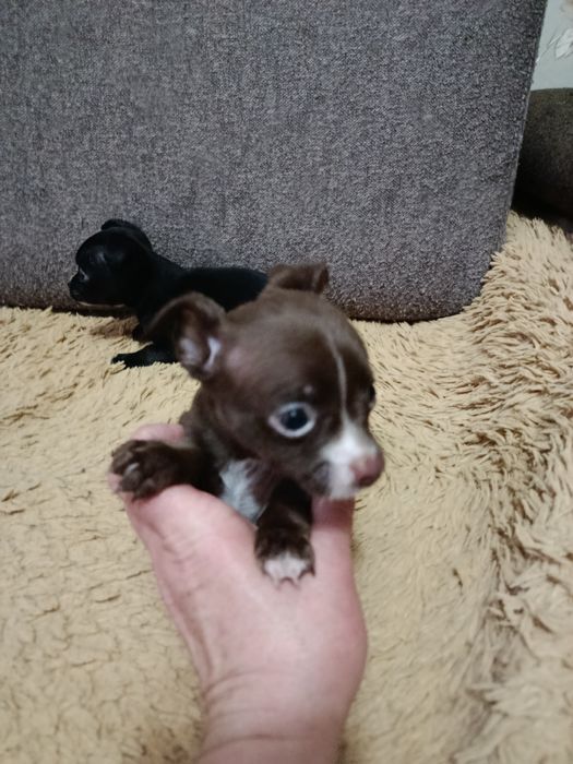 Щенки чихуахуа мальчик и девочка