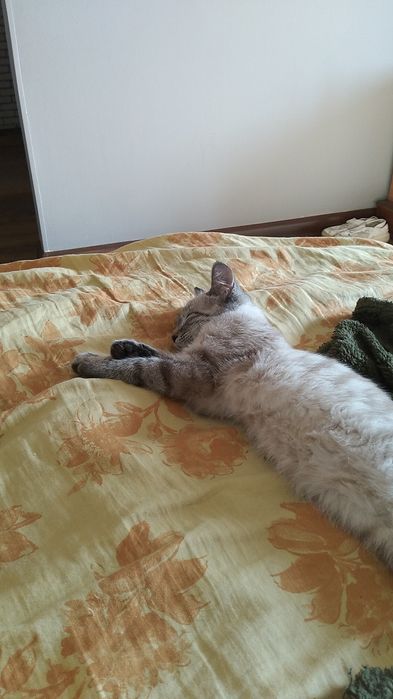 Отдам котенка даром