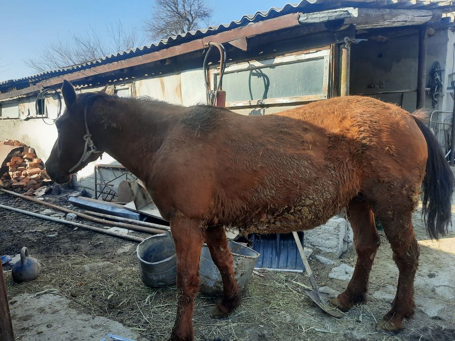 Семіз бие сатылады
