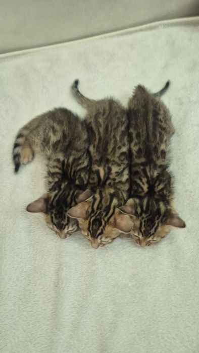 Бенгальские котята
