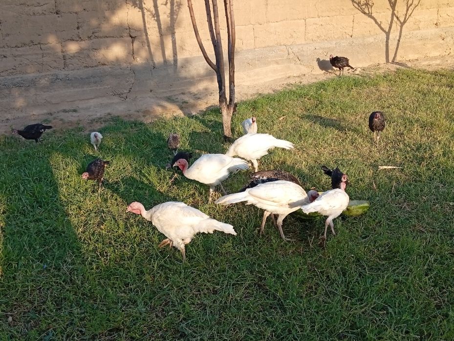 Тауықтар сатылады