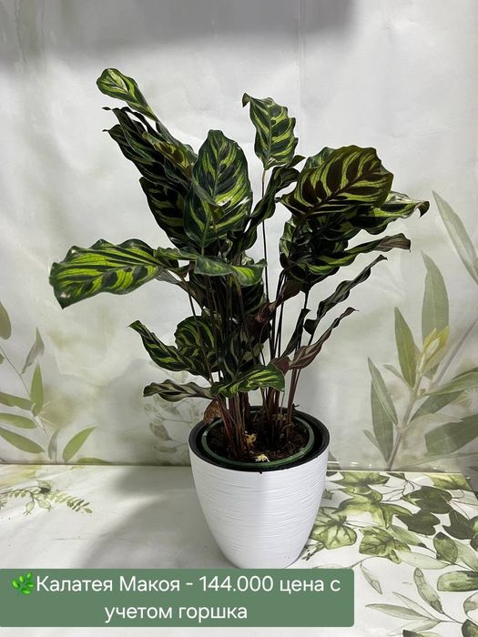 Аглаонема, Калатея, Филодендрон  и др