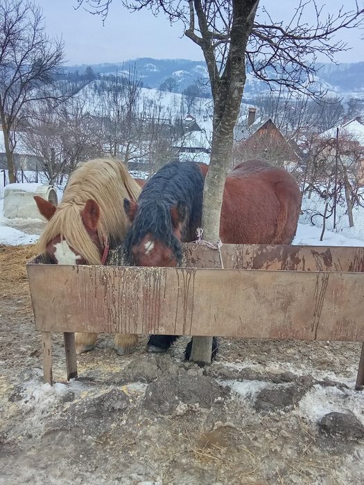 Armăsar Belgian de vânzare