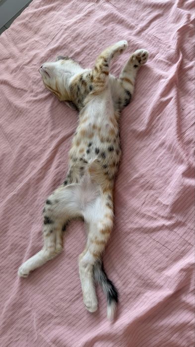 отдаем котенка в хорошие руки