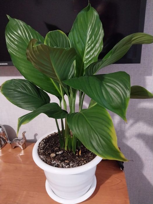 Продам женское счастье