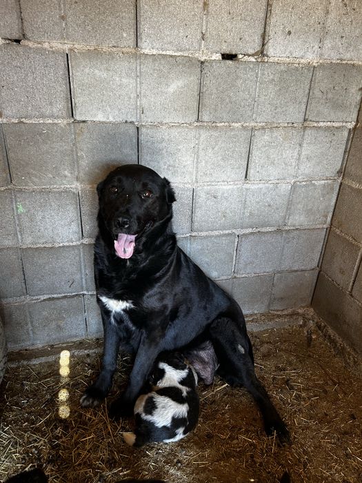 Щенки Алабая 20 дней