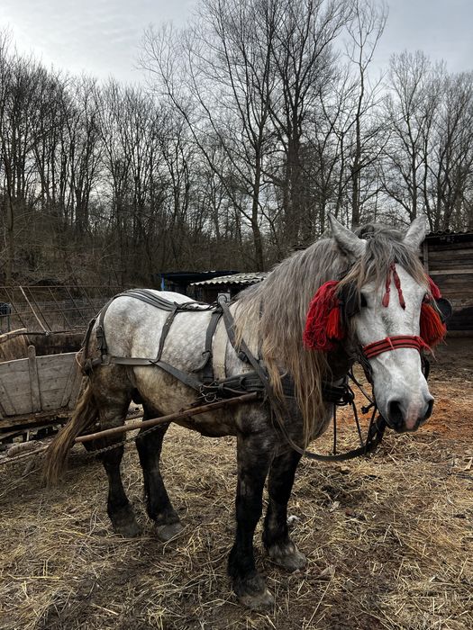 Vand armasar de 5 ani