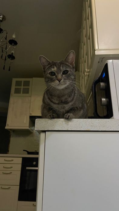 Мия ищет свой дом