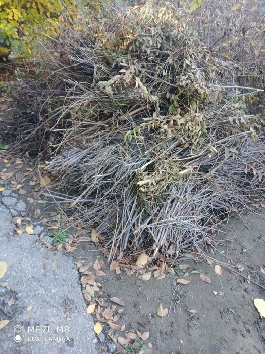 Ветки дерева для растопки