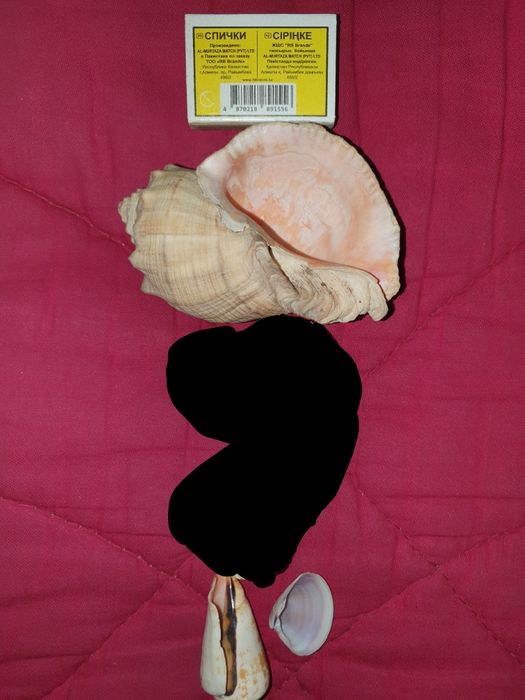 Ракушки морские.