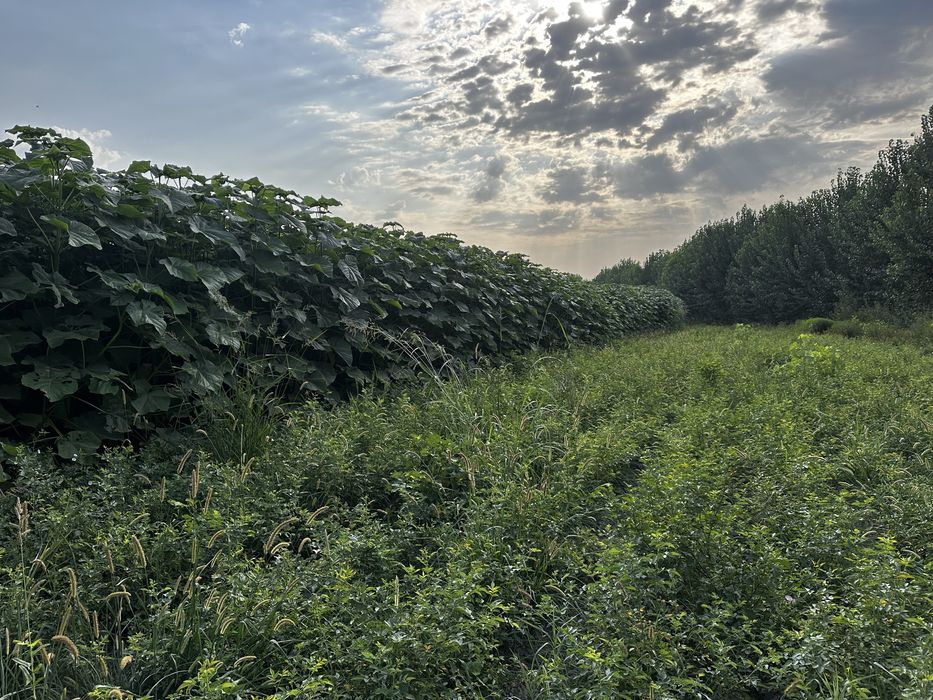 Павлония Pavlovniya bor