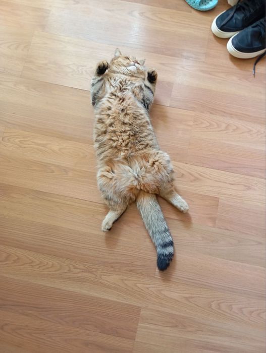 Продам свою кошку шиншила