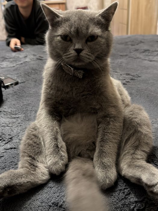 Кошка для вязки самец (Скотиш Страйт)